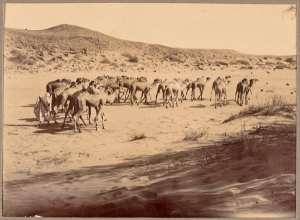 Troupeau de chameaux dans l'Oued Mya (Image de propagande coloniale)