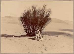 Touffe de R'tem [Hassi-Inifel'] (Image de propagande coloniale)