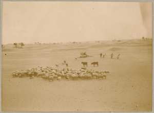 Abreuvage des moutons à Inifel (Image de propagande coloniale)