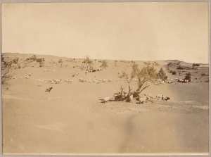 Moutons aux pâturages près d'Hassi-Inifel [étape de la mission Flamand] (Image de propagande coloniale)