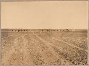 Un convoi dans la hammada [plateau rocheux recherche de silex taillé lors de la mission géologique Flamand' Cf. cliché 33] (Image de propagande coloniale)