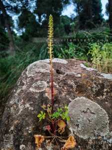 Flore sauvage comment reconnaitre une plante?