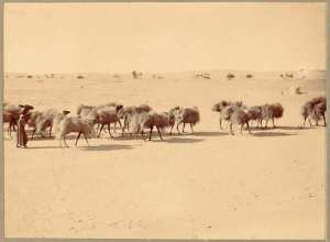 Convoi d'animaux (Image de propagande coloniale)