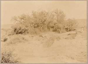 Tamarin (Image de propagande coloniale)