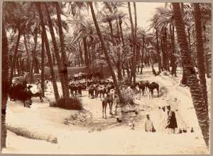 Abreuvage des chameaux dans l'oasis d'In-Salah [étape de la colonne du Tidikelt du commandant d'Eu du 14 et 16 mars 1900'] (Image de propagande coloniale)