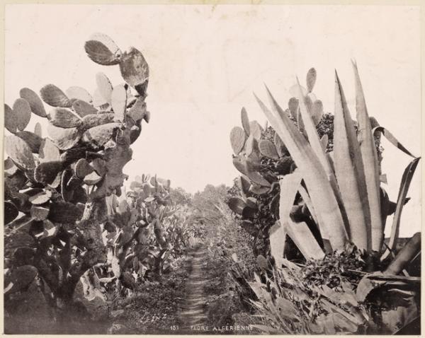 Flore algérienne (Image de propagande coloniale)