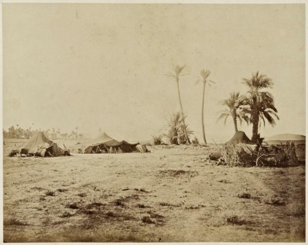 Palmiers et tentes, oasis de Biskra, Sahara (Image de propagande coloniale)