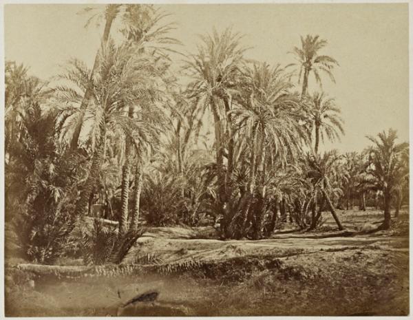 Palmiers, oasis de Biskra, Sahara (Image de propagande coloniale)