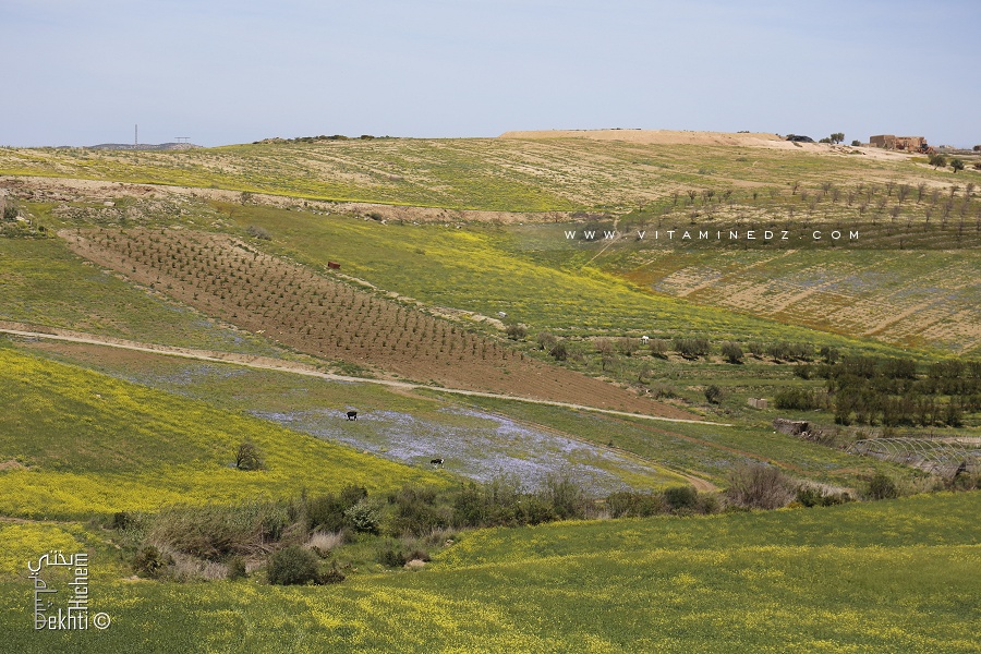 Paturages du coté de Fellaoucene (Mahrez)