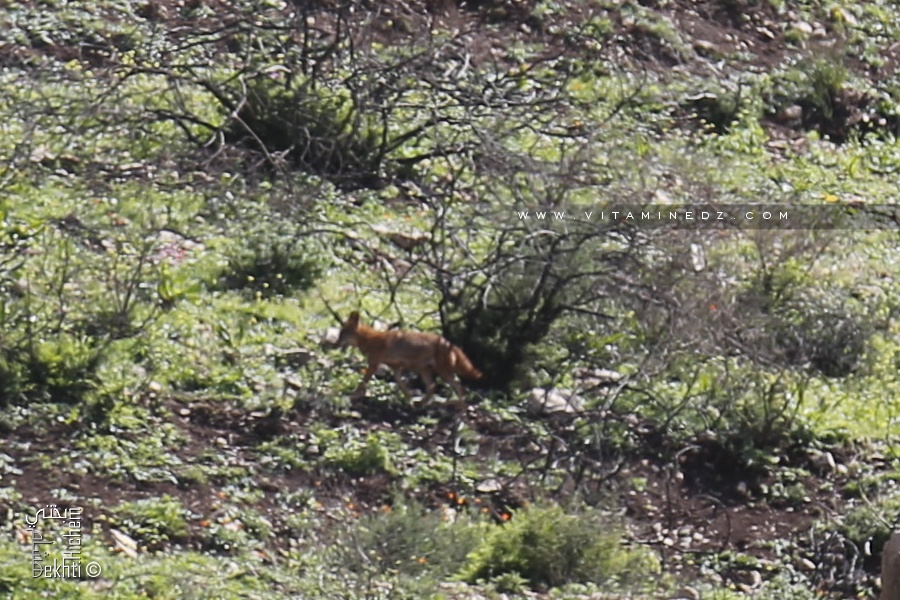 Renard Roux dans les montagnes de Djebala