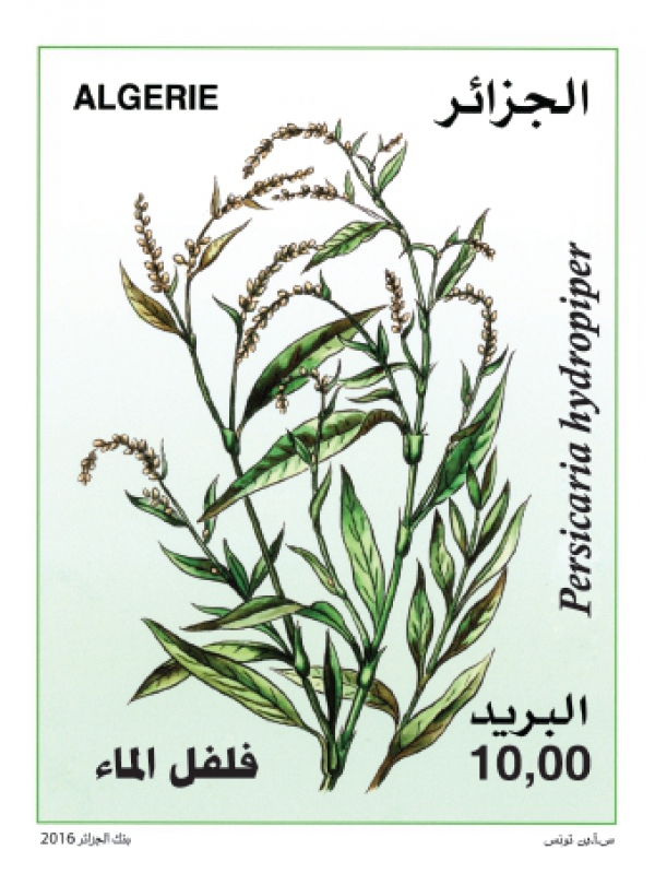 Plante Médicinale (Timbre poste Algérie)