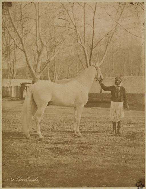 Cheval arabe (Image de propagande coloniale)