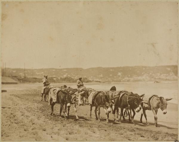 Bourricots portant le sable (Image de propagande coloniale)