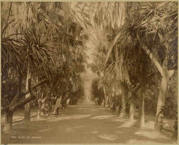 Allée des palmiers (Image de propagande coloniale)
