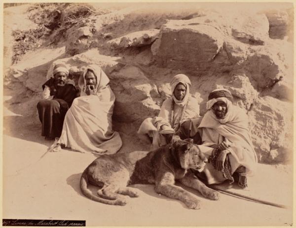 Lionne du marabout des oasis (sud oranais) (Image de propagande coloniale)