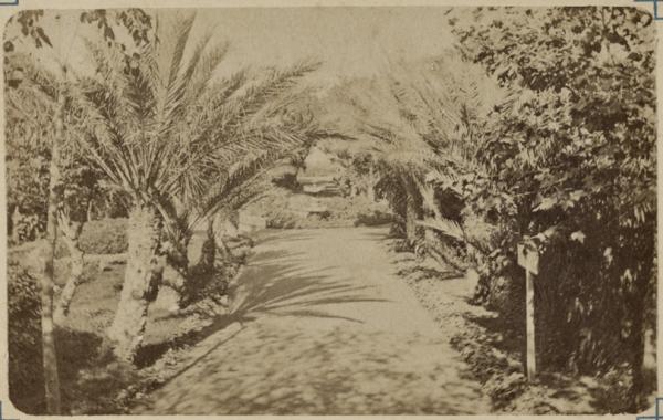 Alger. Palmiers du Jardin Marengo (Image de propagande coloniale)