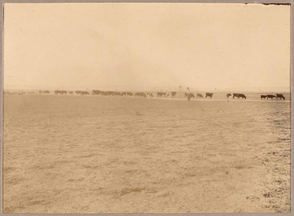 [Troupeau] (Image de propagande coloniale)