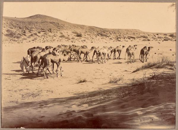 Troupeau de chameaux dans l'Oued Mya (Image de propagande coloniale)