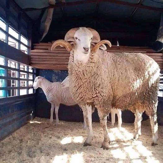 عمر راسك منحة عيد الأضحى في الجزائر :