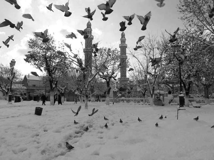 يقولون عن المدية