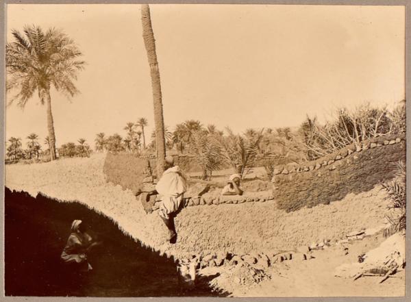 Jardin dans l'oasis [In-Salah '] (Image de propagande coloniale)