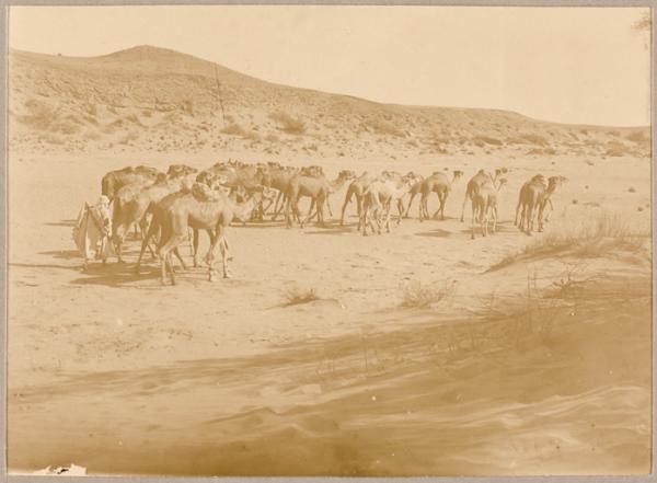 [Convoi de la mission Flamand-Pein'] (Image de propagande coloniale)