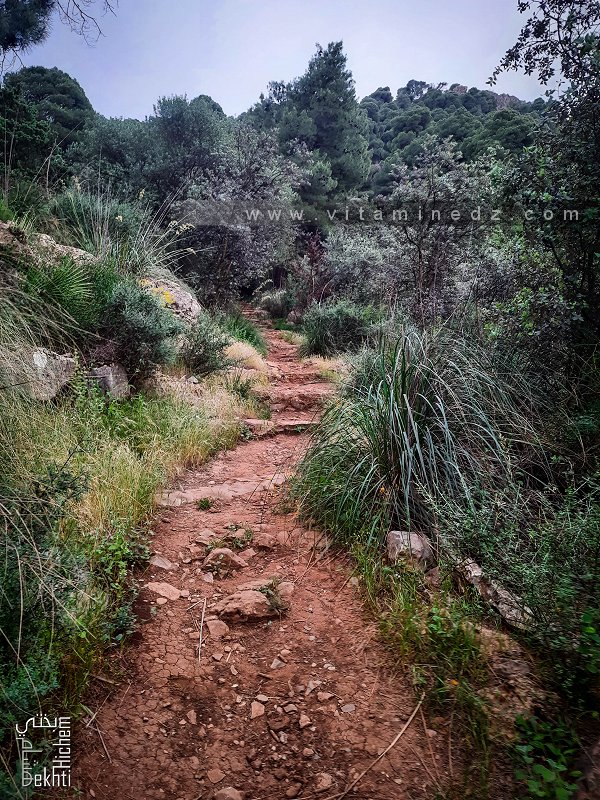 Cartographie des sentiers de randonnées à la foret de Tlemcen.