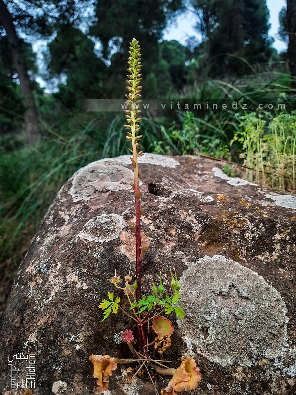 Flore sauvage comment reconnaitre une plante?