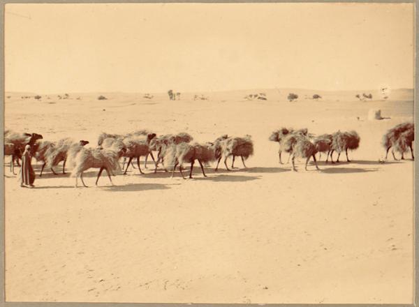 Convoi d'animaux (Image de propagande coloniale)