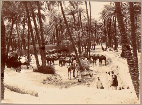 Abreuvage des chameaux dans l'oasis d'In-Salah [étape de la colonne du Tidikelt du commandant d'Eu du 14 et 16 mars 1900'] (Image de propagande coloniale)