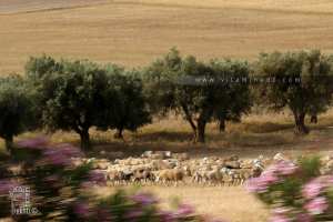 Troupeau de mouton à la commune de Hassi Zahana
