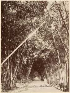 Le Jardin d'essai. Allée des Bambous [Alger] (Image de propagande coloniale)