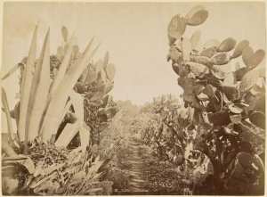 Flore algérienne [figues de barbarie et aloès] (Image de propagande coloniale)