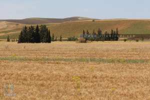 La commune agricole de Oued Essalem (Relizane)