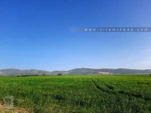 Tlemcen - Au pied d'Oum El Oulou (Allou)