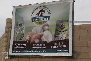 Ele vage champignon peit Paris à Sidi Belabbes