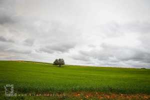 Champs verdoyants non loin de la forêt de Tenira
