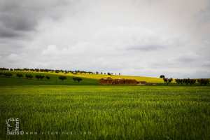 Ancienne ferme abandonnée au milieu des champs de Blé