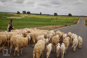 Berger et son troupeau sur une route menant de Boukhanifis vers la forêt de Tenira