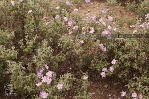 Plantes sauvages de la forêt de Tenira (Sidi Bel abbes)