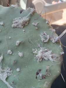 الحشرة القرمزية تغزو التين الشوكي