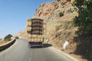 Récolte record de fourrages cette année ici à Tlemcen