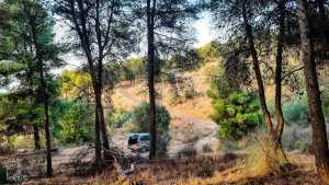 Forêt de Dzarifet côté bas (Commune de Mansourah)