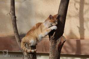 Le chat adore les siestes ...