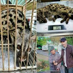 ..العثور  على حيوان من فصيلة نادرة يدعى  الزردي  بجبال تاكسنة بولاية #جيجل