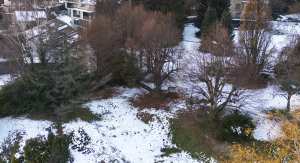 Planète (France/Europe) - A Pully, l’empoisonnement d’un arbre met le feu aux poudres