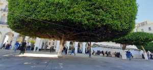 Ficus à Alger (Place des Martyrs)