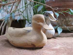 Planète - Le canard symbole de la diversité par Gilles Clément: «Jardiner, c’est résister»