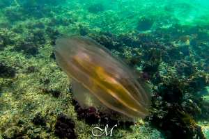 La méduse aux noix de mer (Mnemiopsis leidyi) en Cap Rousseau, Oran