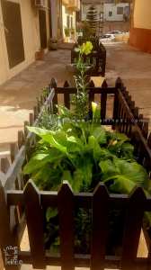 Ruelle à Tlemcen avec plante d'agréments à l'initiative louable d'une société privée